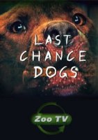 Осторожно, злая собака/Last Chance Dogs