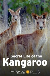 Тайная жизнь кенгуру/Secret Life of the Kangaroo